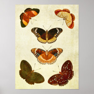 Vintage Butterfly Impressão 349