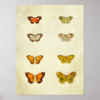 Vintage Butterfly Impressão 351