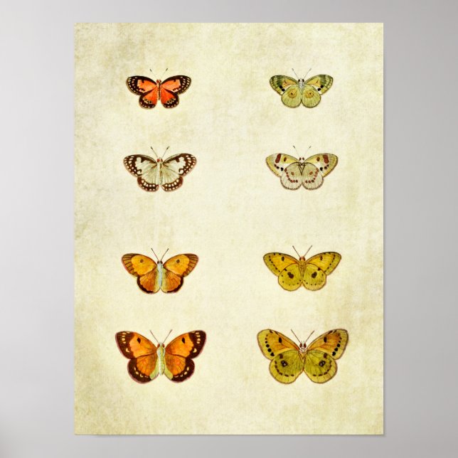 Vintage Butterfly Impressão 351 (Frente)
