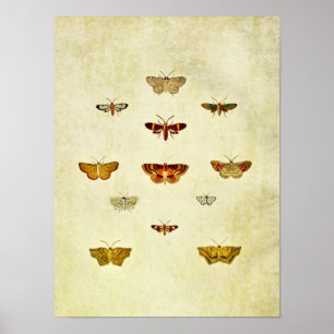 Vintage Butterfly Impressão 357