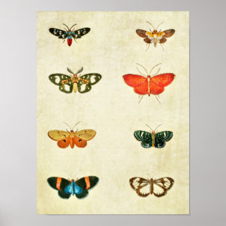 Vintage Butterfly Impressão 368