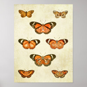 Vintage Butterfly Impressão 375