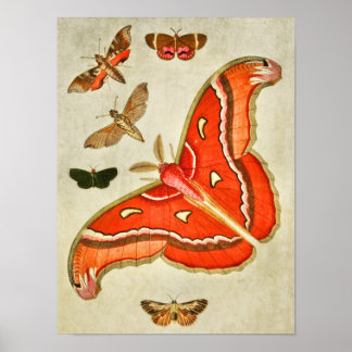 Vintage Butterfly Impressão 381