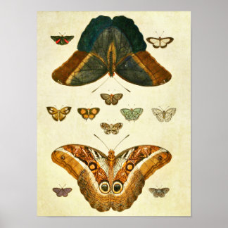 Vintage Butterfly Impressão 390