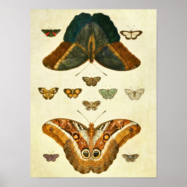 Vintage Butterfly Impressão 390 (Frente)