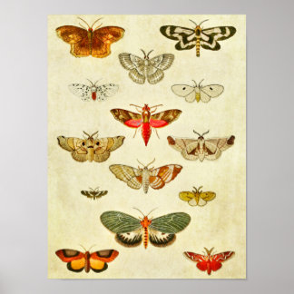 Vintage Butterfly Impressão 398