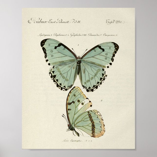 Vintage Butterfly Poster (Frente)