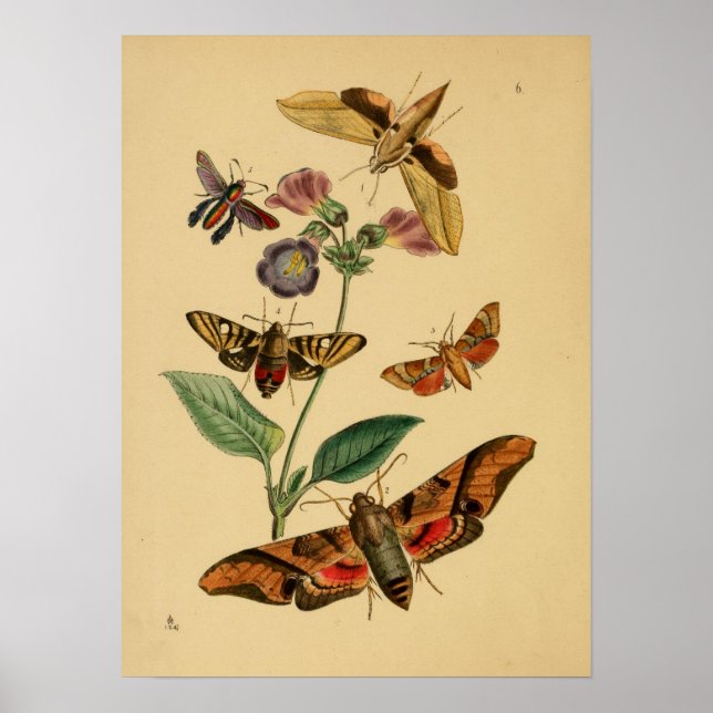 Vintage Butterfly Poster (Frente)