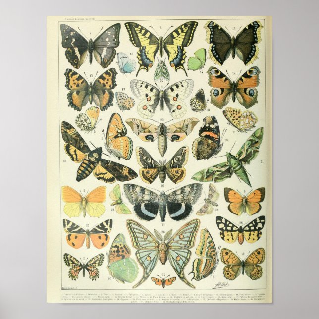 Vintage Butterfly poster (Frente)