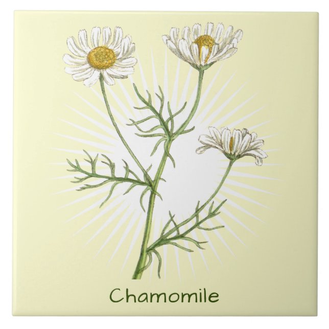 Vintage Chamomile Herb Arte Botânica (Frente)