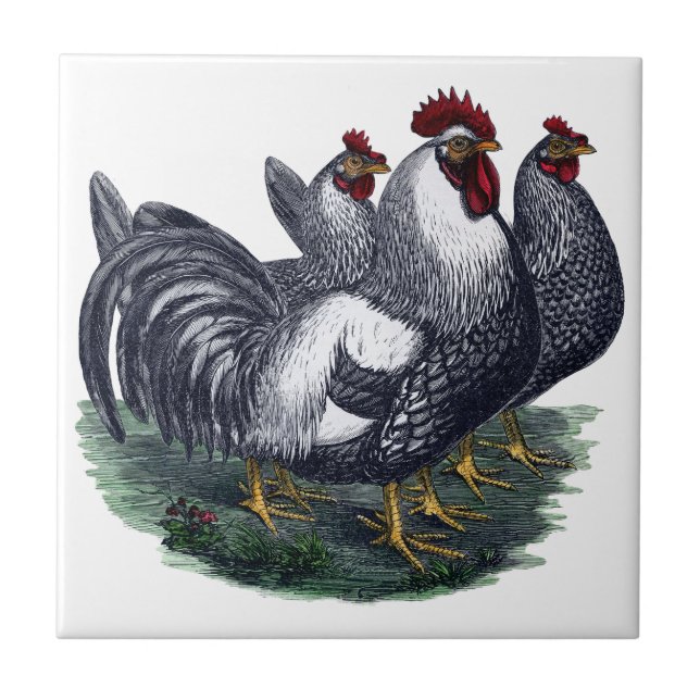 Vintage Chickens (Frente)