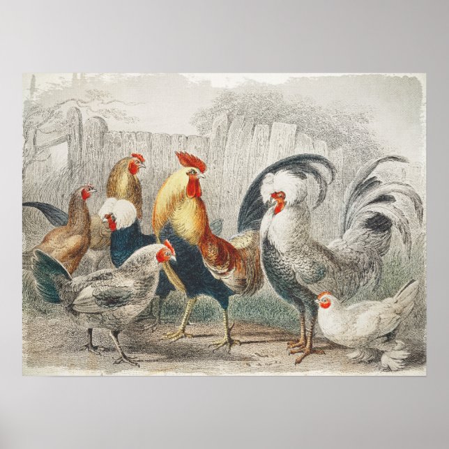 Vintage Chickens Wall Poster ou Decoupage Paper (Frente)