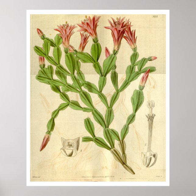 Vintage Christmas Cactus Poster (Frente)