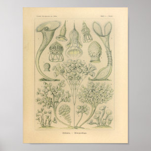 Vintage Ciliata Color Ernst Haeckel Impressão
