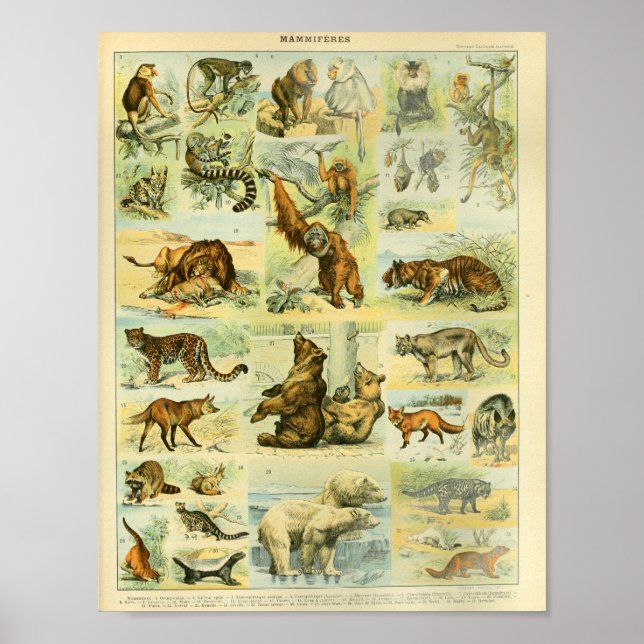 Vintage Color Willife Mammals Impressão (Frente)