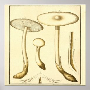 Vintage Common Mushroom Art Impressão