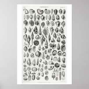 VINTAGE CONCHOLOGY ILLUSTRATION POSTER