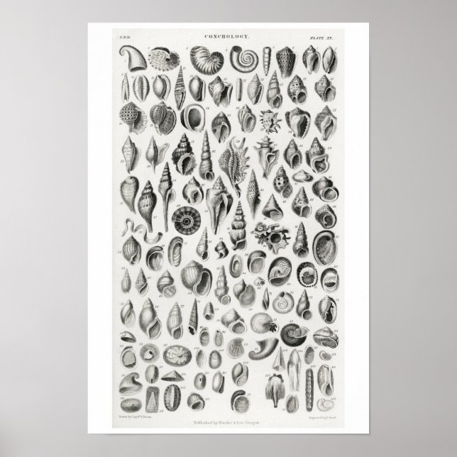 VINTAGE CONCHOLOGY ILLUSTRATION POSTER (Frente)