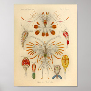 Vintage Copepoda Color Ernst Haeckel Art Impressão