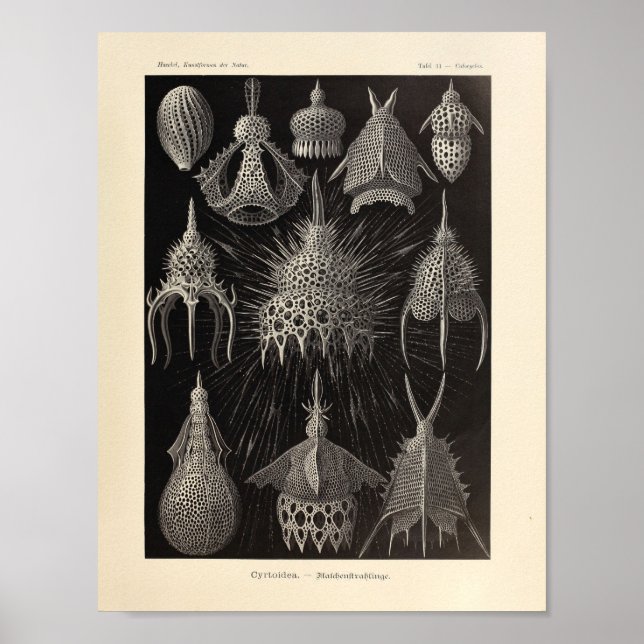 Vintage Cyrtoidea Color Ernst Haeckel Impressão (Frente)