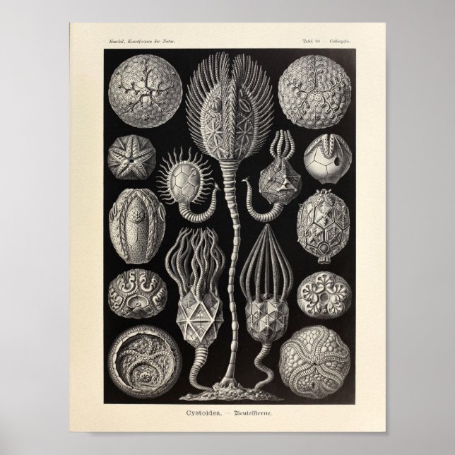 Vintage Cystoidea Ernst Haeckel Art Impressão (Frente)
