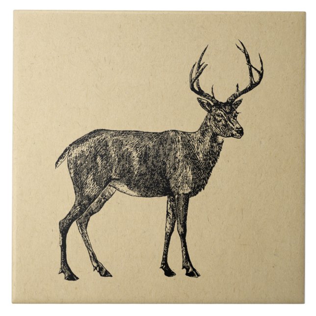 Vintage Deer Art Illustrated Deer (Frente)