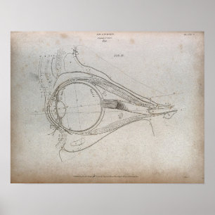 Vintage Diagrama ocular Etching Impressão Poster