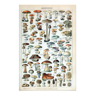 Vintage Edible Mushroom Chart Foto Alargamento