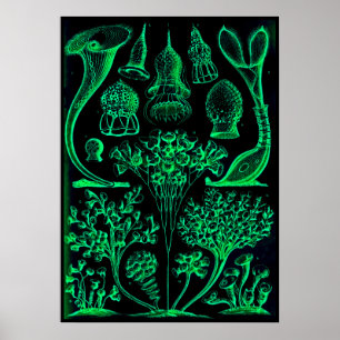 Vintage Ernst Haeckel Green & Black Poster