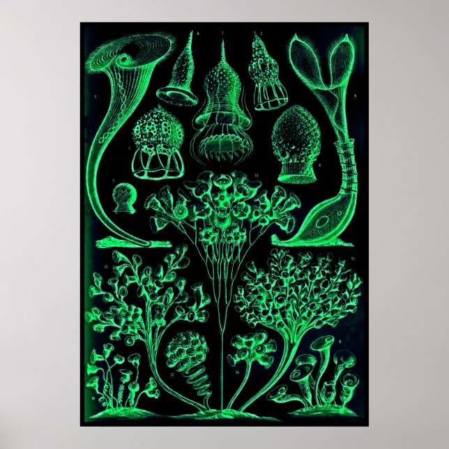 Vintage Ernst Haeckel Green & Black Poster (Frente)