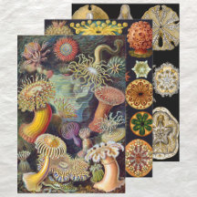 Vintage Ernst Haeckel Marline Life Designs