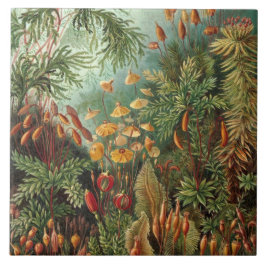 Vintage Ernst Haeckel Mosses