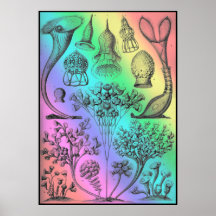 Vintage Ernst Haeckel Poster Impressão