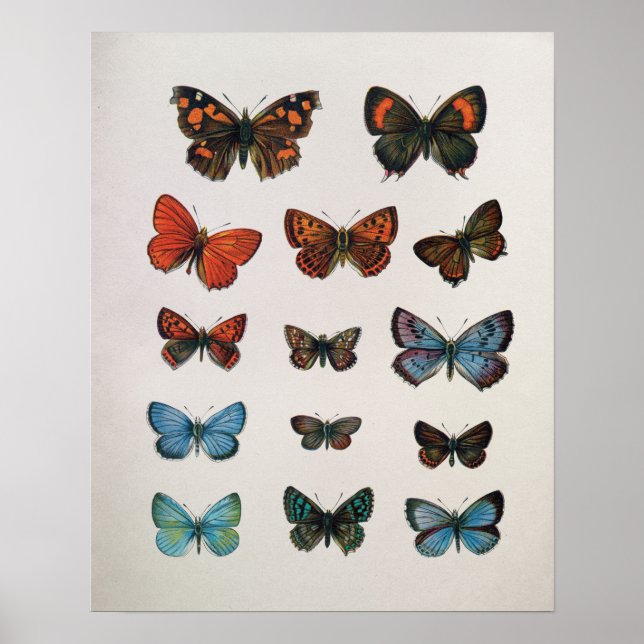 Vintage European Butterflies Art Impressão (Frente)