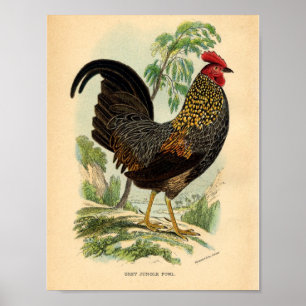 Vintage Farming Impressão Rooster Vitoriano