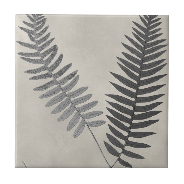Vintage Ferns (Frente)