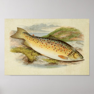Vintage Fish Impressão 026 Truta Gillaroo