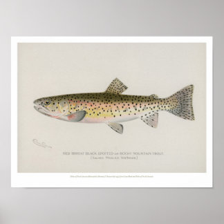 Vintage Fishes Poster - Truta Montanha Rochosa