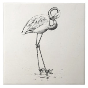 Vintage Flamingo Bird Antiguidade Modelo