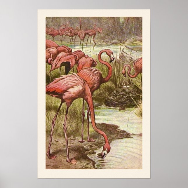 Vintage Flamingo Illustration Impressão (Frente)