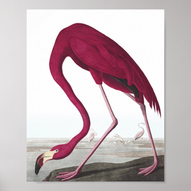 Vintage Flamingo Poster (Frente)