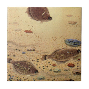 Vintage Flounders, Marine Ocean Life Flat Fish