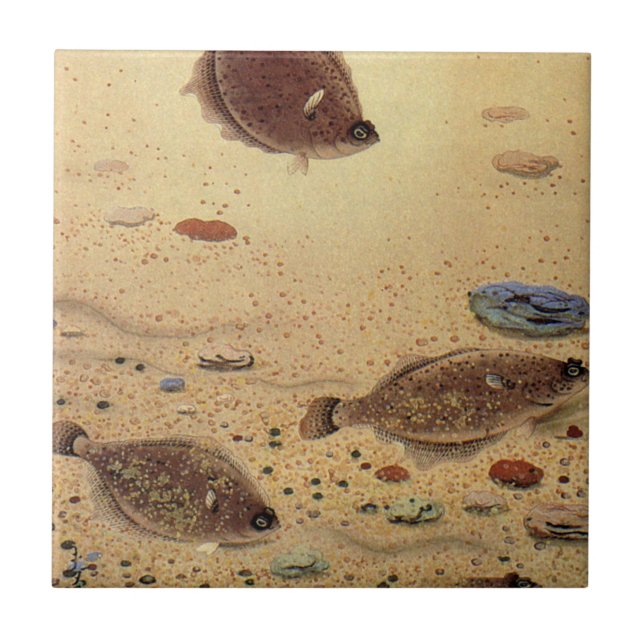 Vintage Flounders, Marine Ocean Life Flat Fish (Frente)