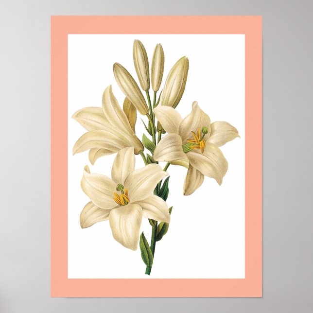 Vintage Flower poster 1 (Frente)
