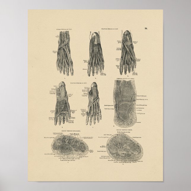 Vintage Foot Muscles Anatomy 1880 Impressão (Frente)