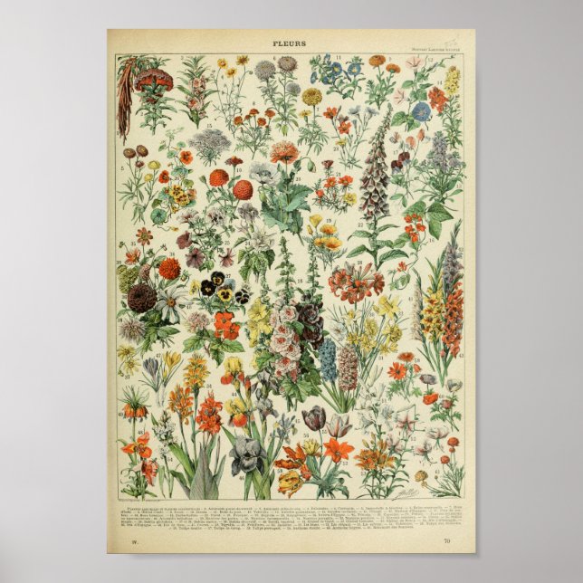 Vintage Forest Floral Flower Plant Poster (Frente)