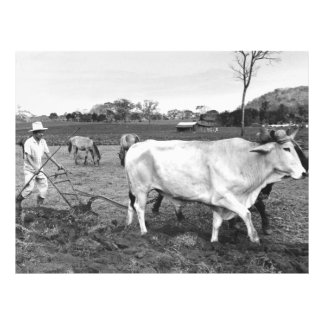 Vintage Foto de Agricultor e Vacas Mexicanas