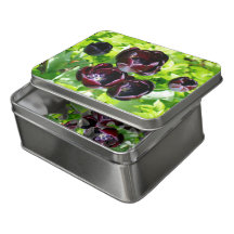 Vintage - Foto de Tulipas Negras Roxas Roxas Holan