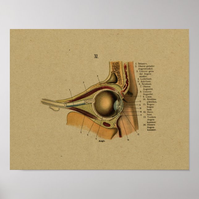 Vintage German Anatomy Eye Impressão (Frente)