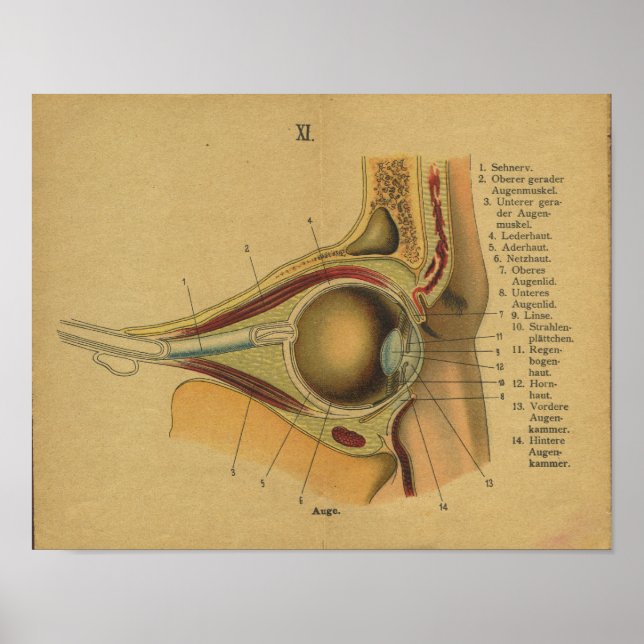 Vintage German Anatomy Impressão Eye (Frente)